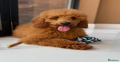 Miniature Poodle dogs in Stafford - Advert 8