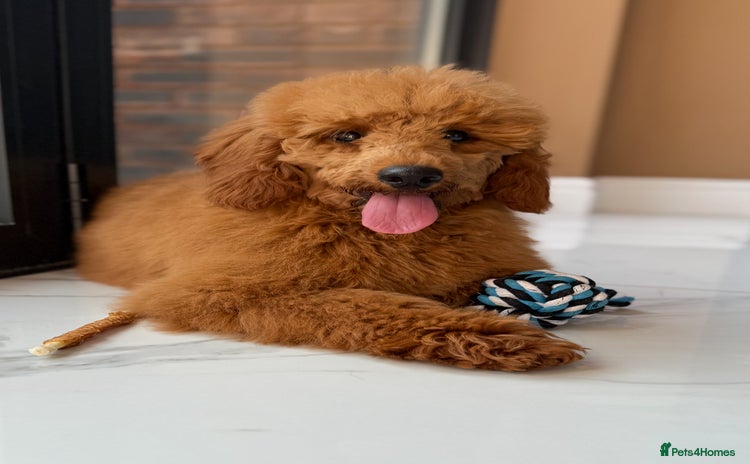 Miniature Poodle dogs in Stafford - Advert 15