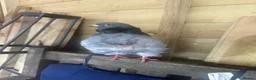 Pigeons birds for sale: Show quality Chinese owls Fancy pigeons  - Advert 3