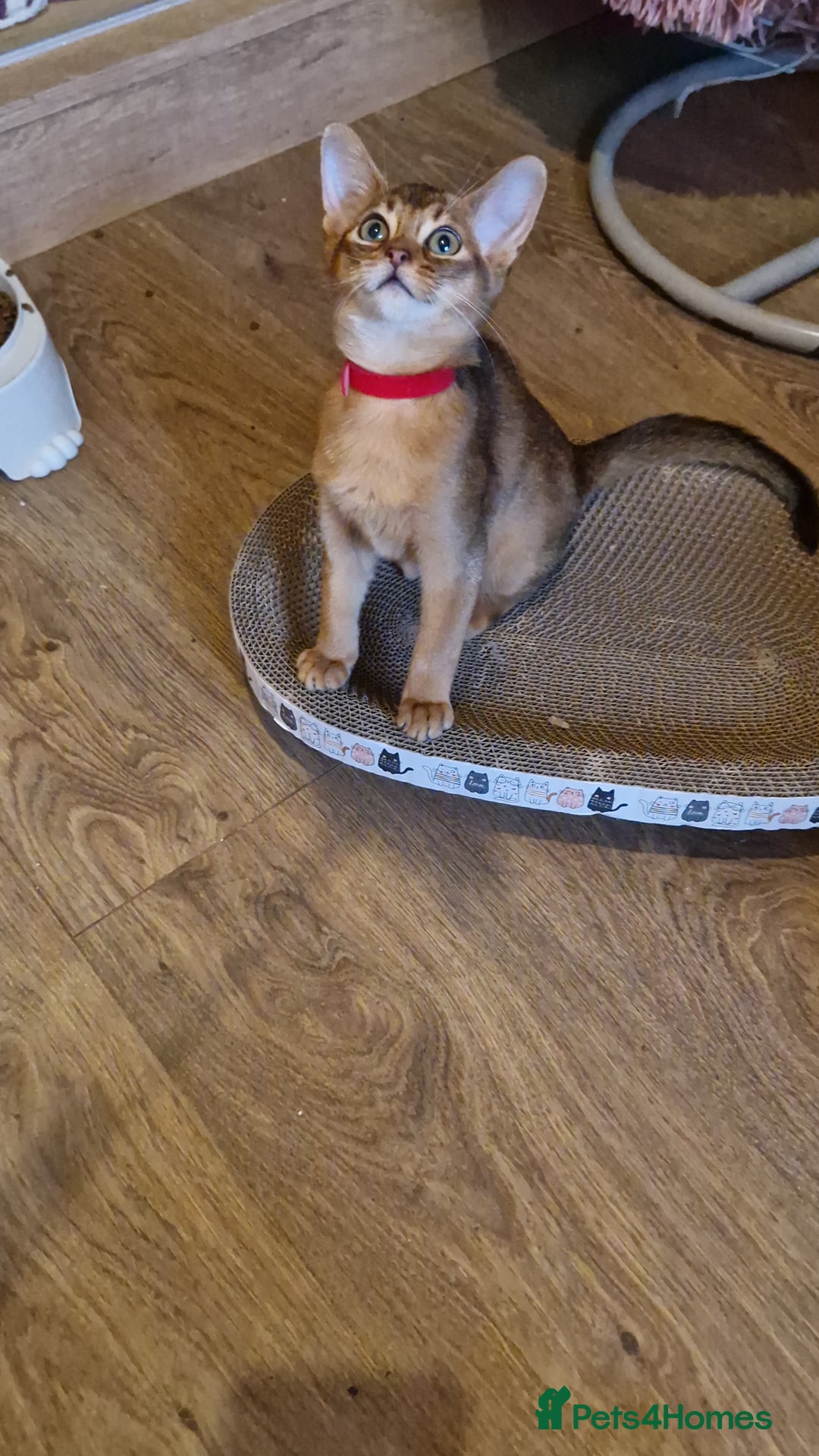 Abyssinian cats for sale: Pure Abyssian kittens ❤️ - Advert 24