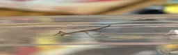Stick Insects invertebrates for sale: Indian stick insect Carausius morosus nymphs eggs - Advert 3