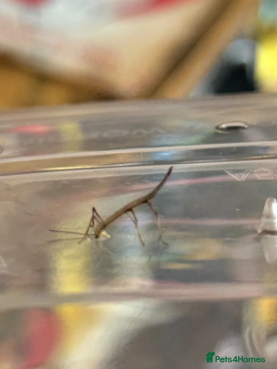 Stick Insects invertebrates for sale: Indian stick insect Carausius morosus nymphs eggs - Advert 3