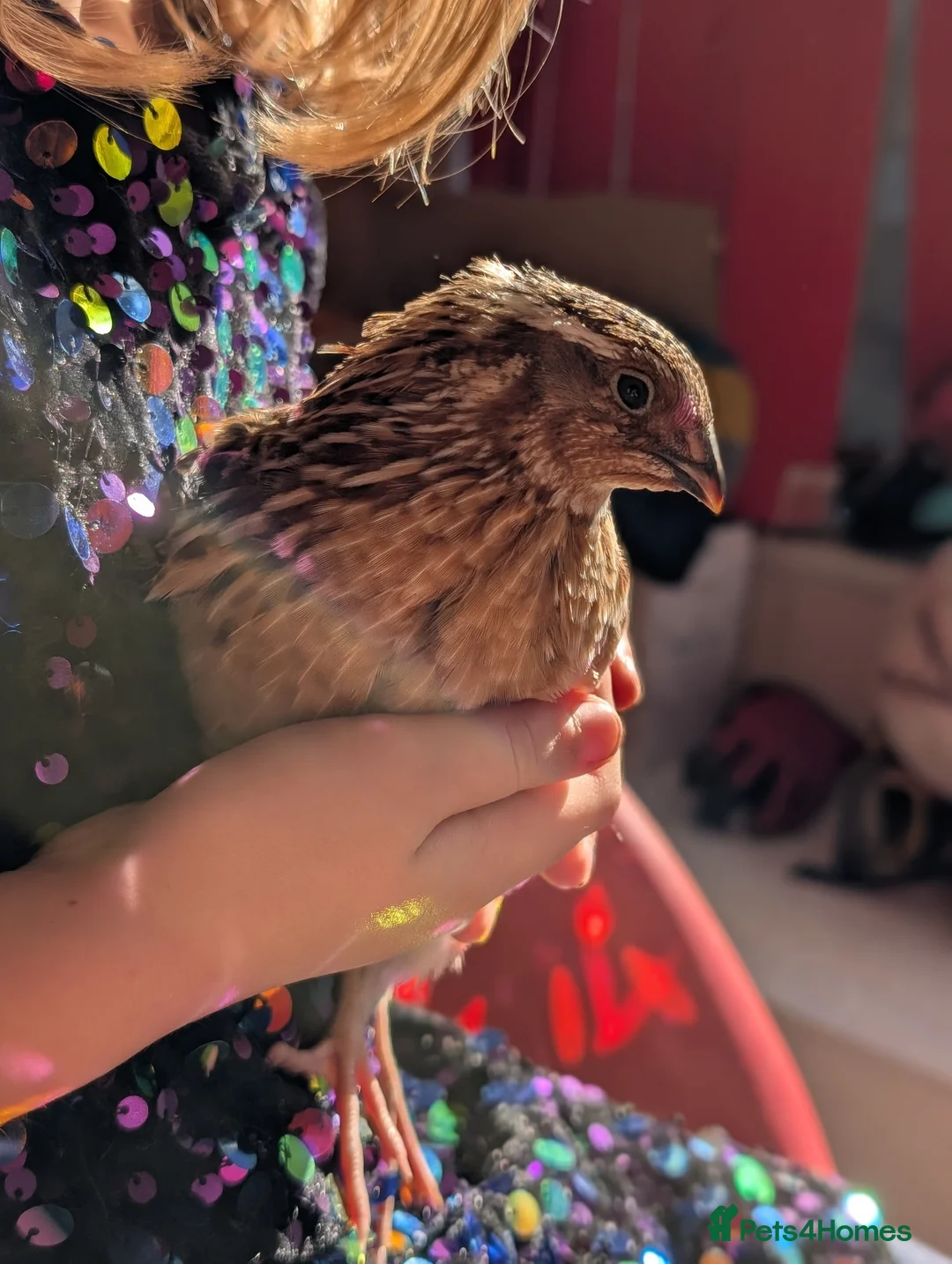 Quail poultry for sale: Two Gorgeous male quails - Advert 1