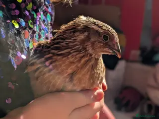 Quail poultry Two Gorgeous male quails - Advert 1