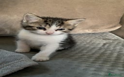 Mixed Breed cats for sale: Adorable Cuddly Kittens - Image 2