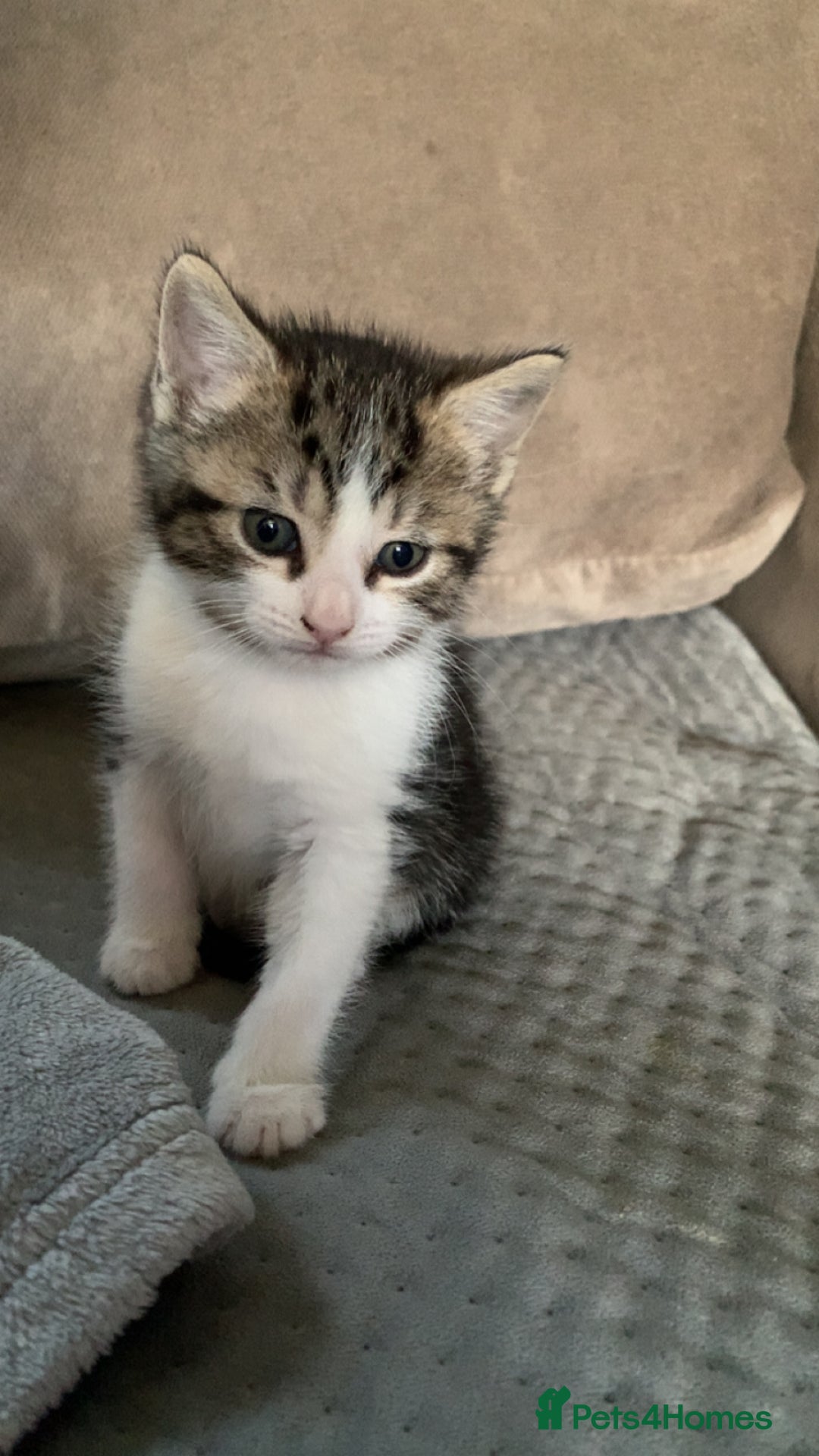 Mixed Breed cats for sale: Adorable Cuddly Kittens - Image 2