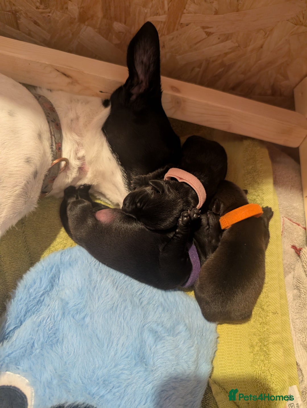 Mixed Breed dogs for sale: Doxie-Dales  - Image 26