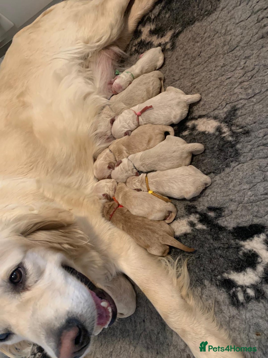 Mini Goldendoodle dogs for sale: 4 left mini gorgeous goldendoodles dna clear  - Image 8