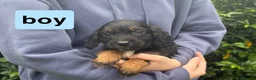 Cocker Spaniel dogs for sale: DNA health tested cocker spaniel pups - Advert 3