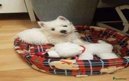 West Highland Terrier dogs for stud: KC West Highland terrier  in Edinburgh - Image 5