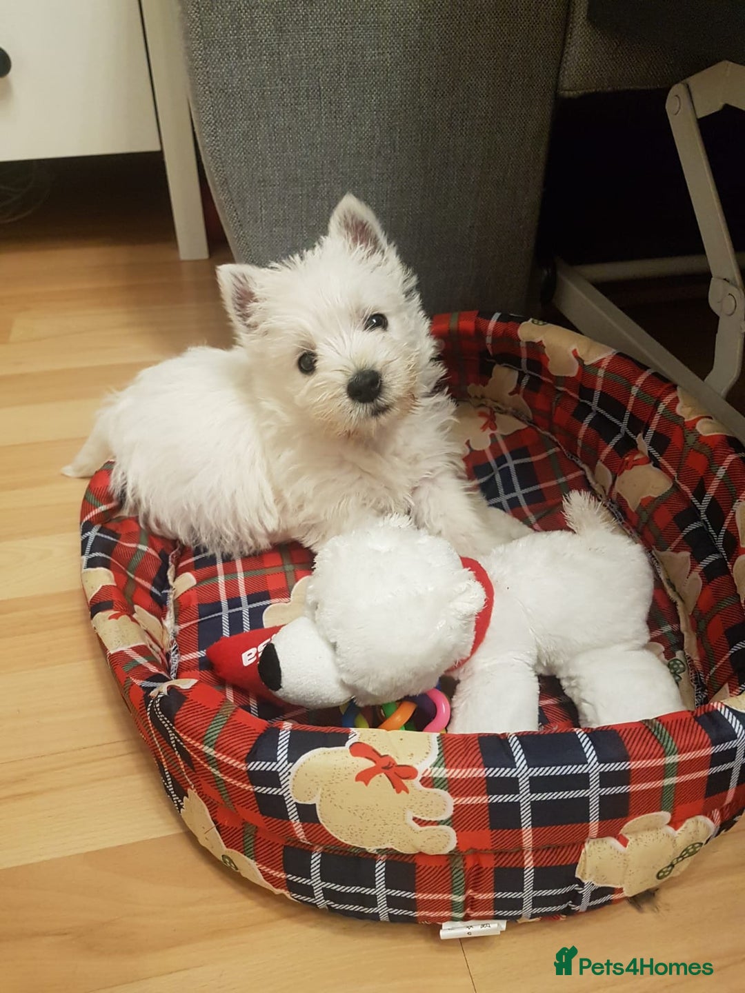 West Highland Terrier dogs for stud: KC West Highland terrier  in Edinburgh - Image 5