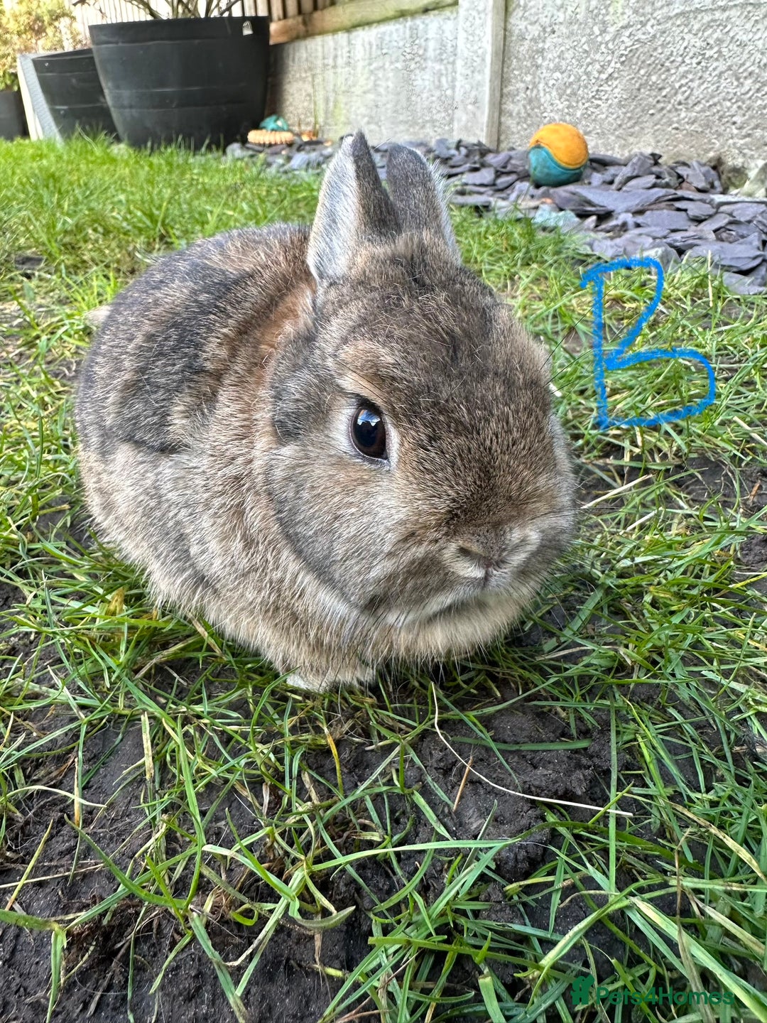 Netherland Dwarf rabbits for sale: Netherland Dwarf Rabbits for sale  - Advert 4
