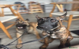 Belgian Shepherd Dog dogs for sale: Obedience Trained Belgian dutch malinios - Image 5