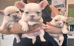French Bulldog dogs for sale: KC FRENCH BULLDOG PUPPIES - READY NOW - Image 3