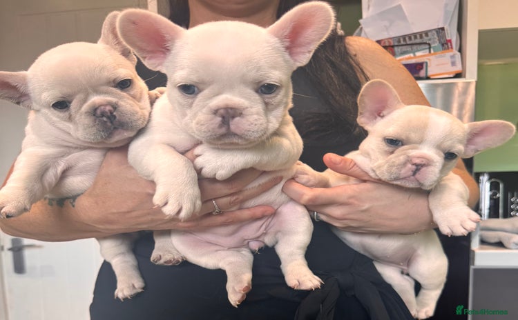 French Bulldog dogs - Advert 3