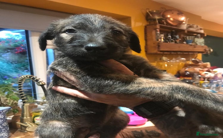 Lurcher dogs - Advert 1