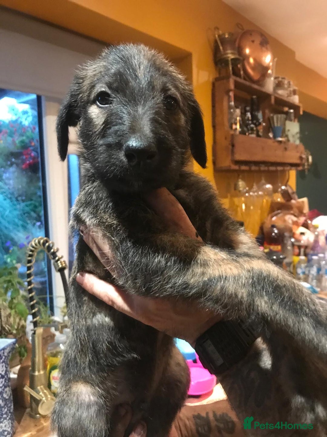 Lurcher dogs for sale: Old skool lurchers 1 boy deer/grey/wheaten/grey - Image 1