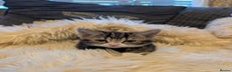 Mixed Breed cats for sale: 4 kittens looking for new home - Advert 7
