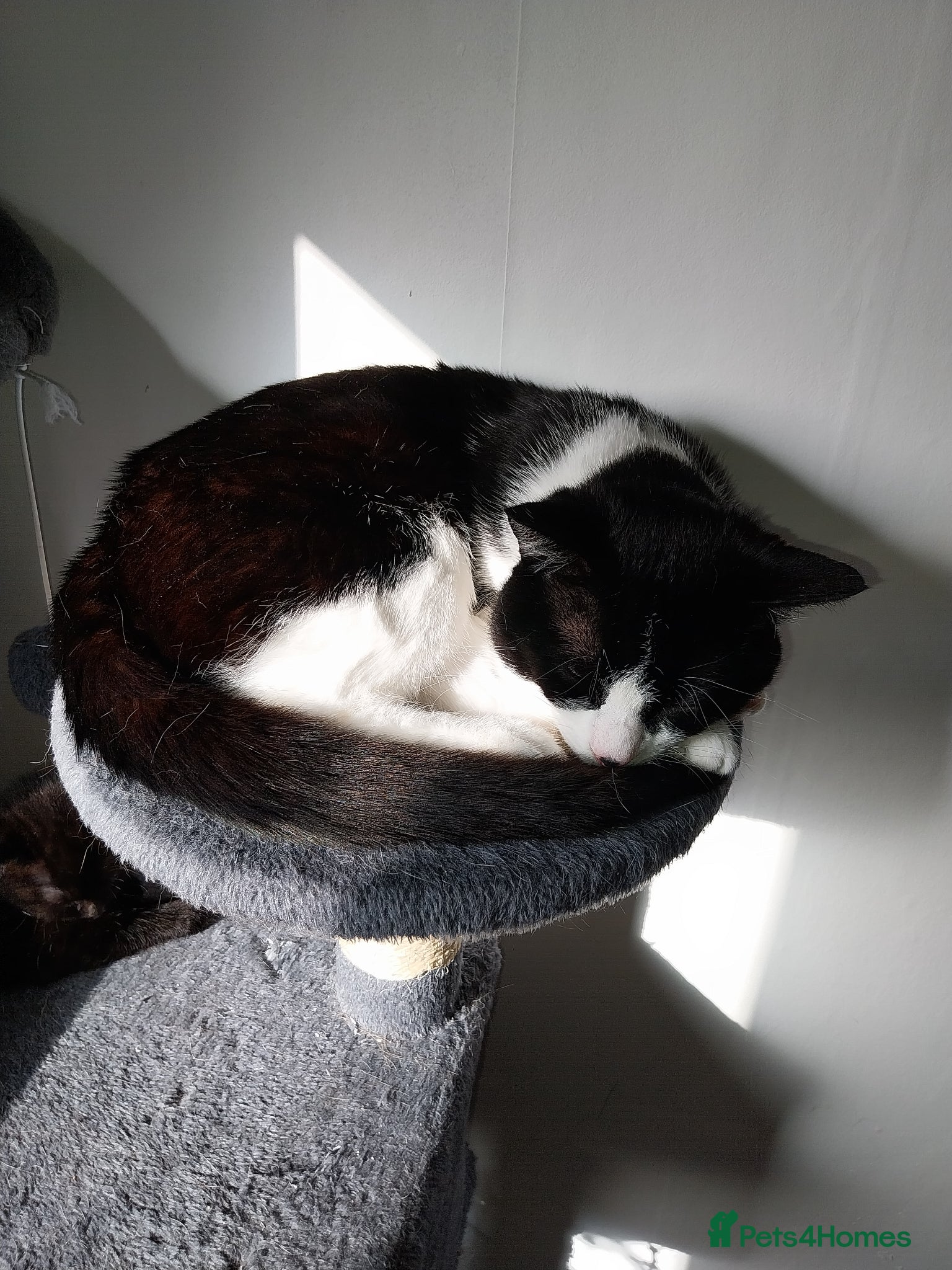 Domestic Shorthair cats Black and White male cat - Advert 4