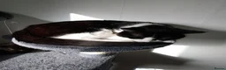 Domestic Shorthair cats for sale: Black and White male cat - Advert 1