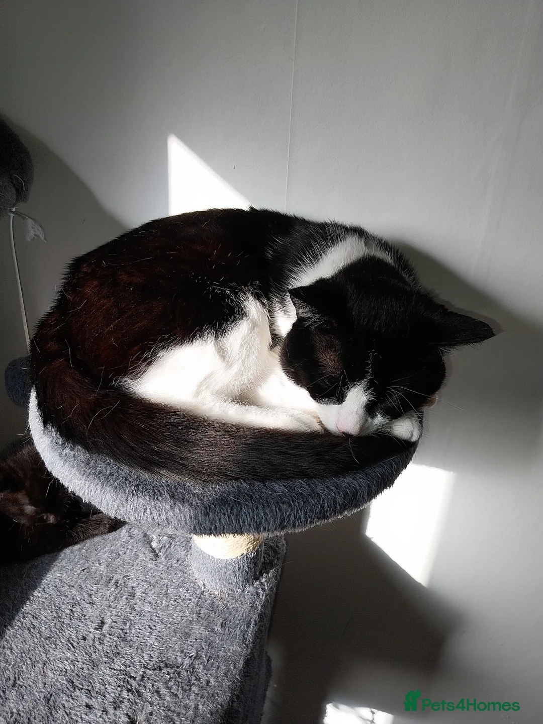 Domestic Shorthair cats for sale: Black and White male cat - Advert 1