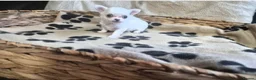 Chihuahua dogs for sale: X3 long haired Chihuahuas  - Advert 3