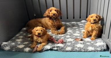 Goldendoodle dogs - Advert 15