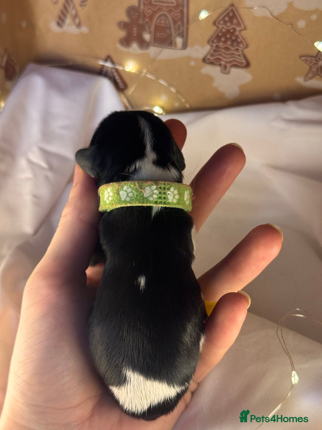 Cavalier King Charles Spaniel dogs for sale: Stunning pups DNA HEALTH TESTED PARENTS  - Advert 9