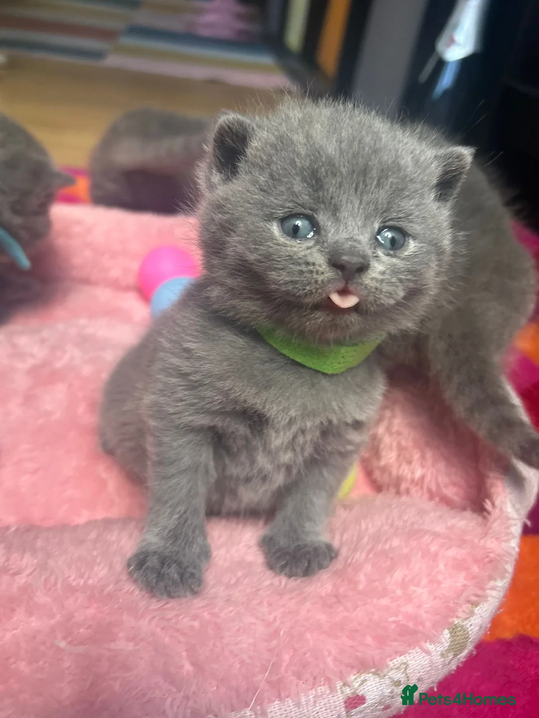 British Shorthair cats for sale: British Shorthair kittens to sell - Advert 1