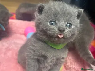 British Shorthair cats British Shorthair kittens to sell - Advert 6