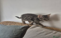American Shorthair cats for sale: Caramel beautiful 2 year cat - Image 12