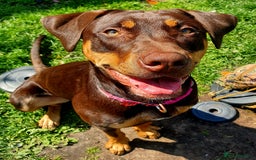 Mixed Breed dogs for sale: Female mixed breed  - Image 2
