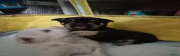 Chihuahua dogs for sale: 2 male Chihuahua searching a very lovely home in Eastbourne - Advert 3