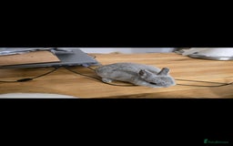 Netherland Dwarf rabbits for sale: ADORABLE NETHERLANDS DWARF RABBIT FOR SALE - Image 4