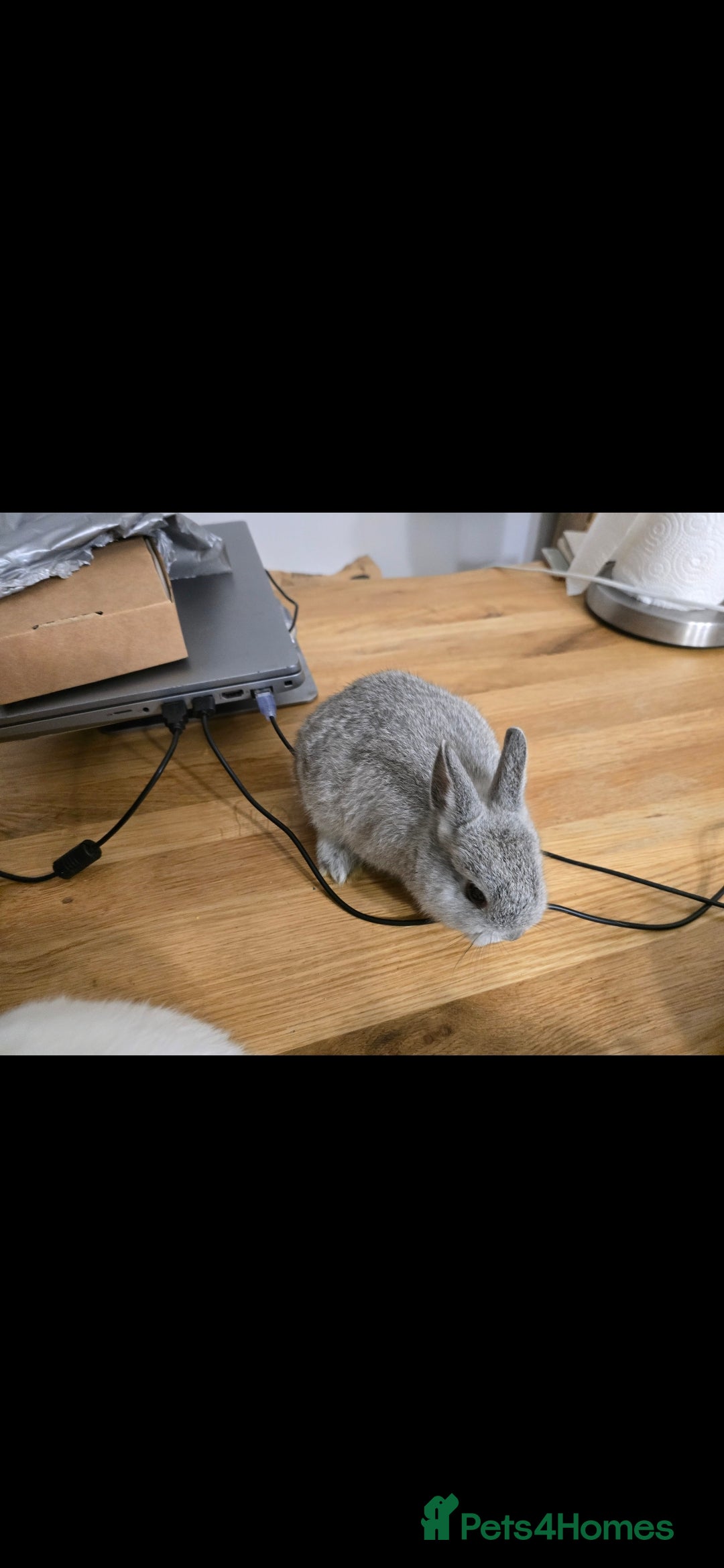 Netherland Dwarf rabbits for sale: ADORABLE NETHERLANDS DWARF RABBIT FOR SALE - Image 4