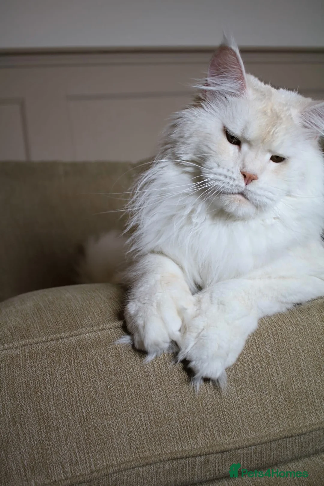 Maine Coon cats for sale: Championljne maine coon kittens - Advert 6