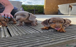 Miniature Dachshund dogs for sale: 3 left mini dachshund BOYS KC READY NOW   - Image 35