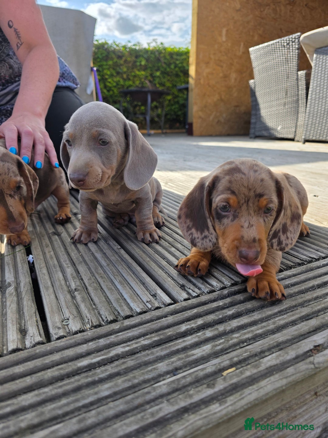 Miniature Dachshund dogs for sale: 3 left mini dachshund BOYS KC READY NOW   - Image 35