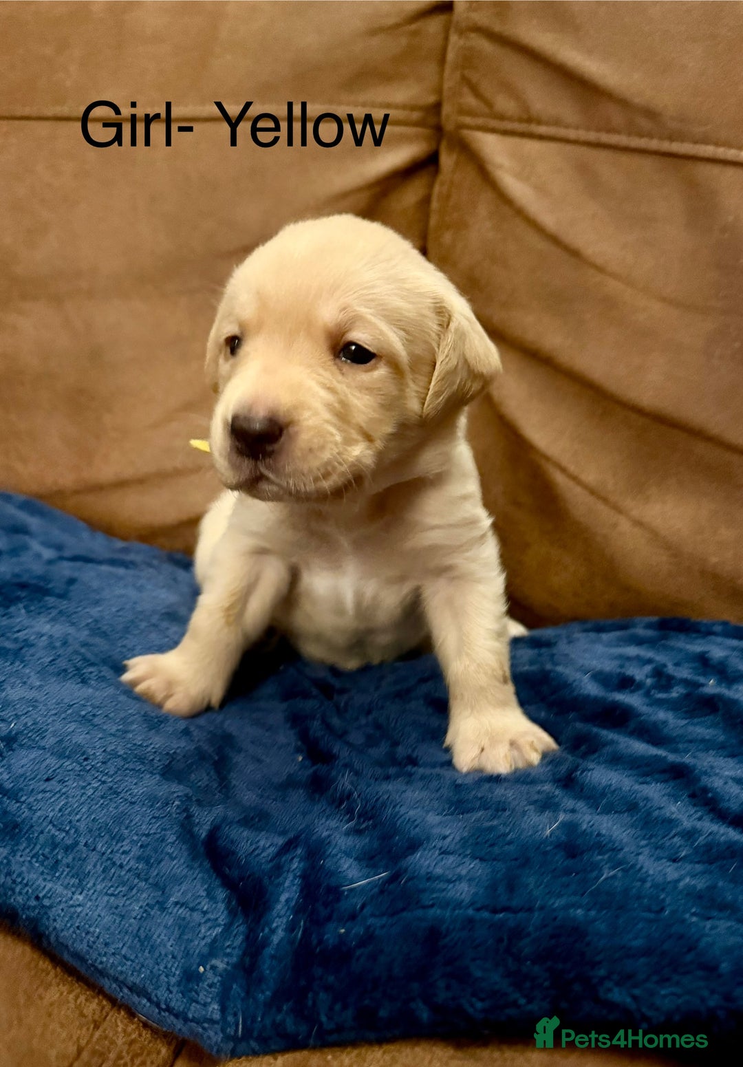 Labrador Retriever dogs for sale: Labrador puppies  - Advert 5
