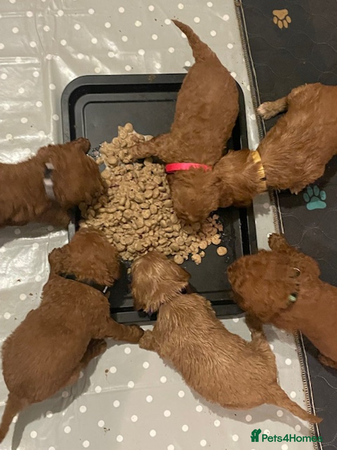 Cockapoo dogs for sale: *Stunning  litter of F2 cockapoo puppies*** - Advert 9