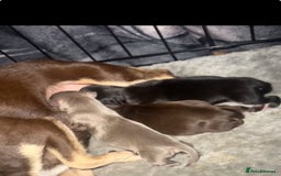 Chihuahua dogs for sale: stunning full breed chihuahua puppies - Advert 3