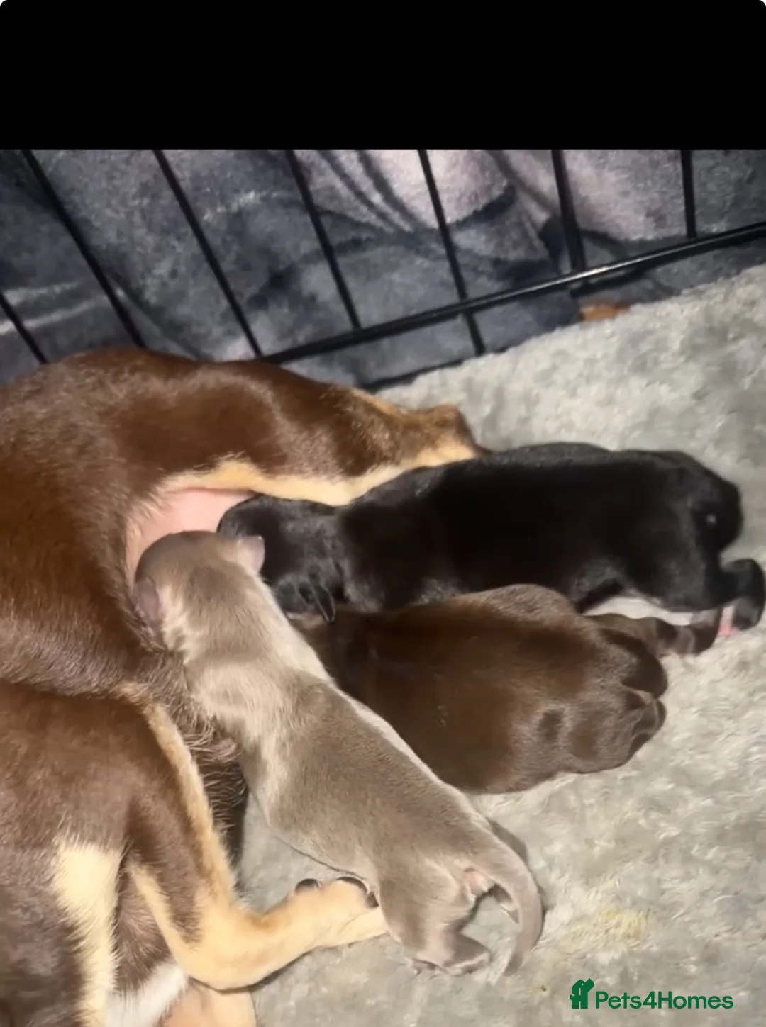 Chihuahua dogs for sale: stunning full breed chihuahua puppies last boy - Advert 7