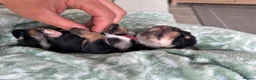 Mixed Breed dogs for sale: King Schnauzer (Cavalier, Cross mini Schauzer)  - Advert 17
