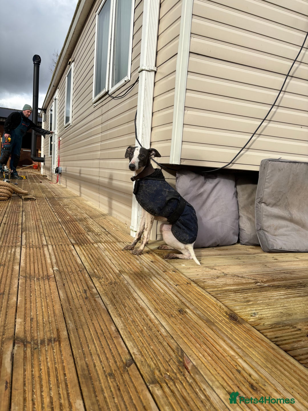 Italian Greyhound dogs for stud: Italian greyhound stud - Advert 5