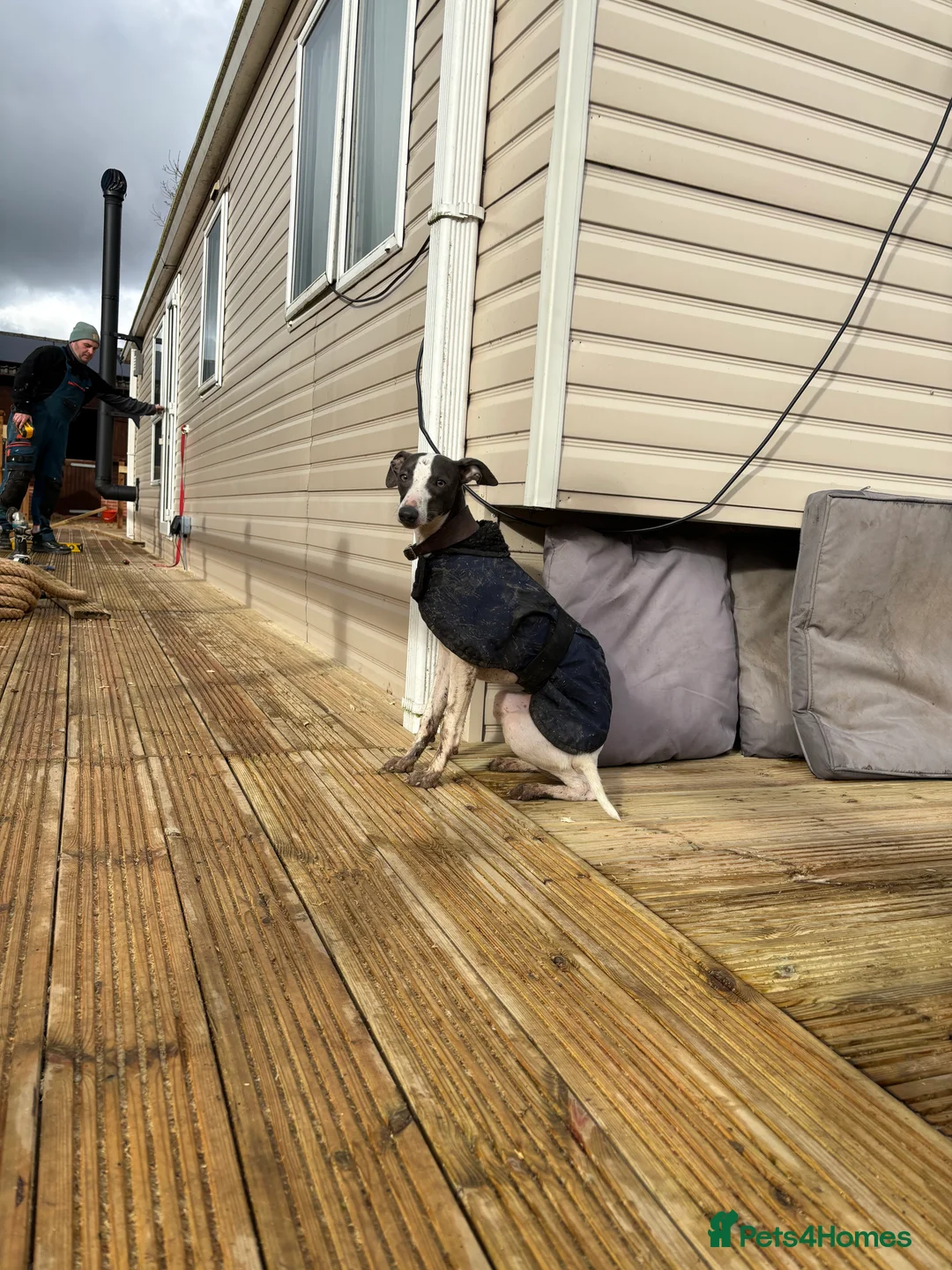 Italian Greyhound dogs for stud: Italian greyhound stud - Advert 5