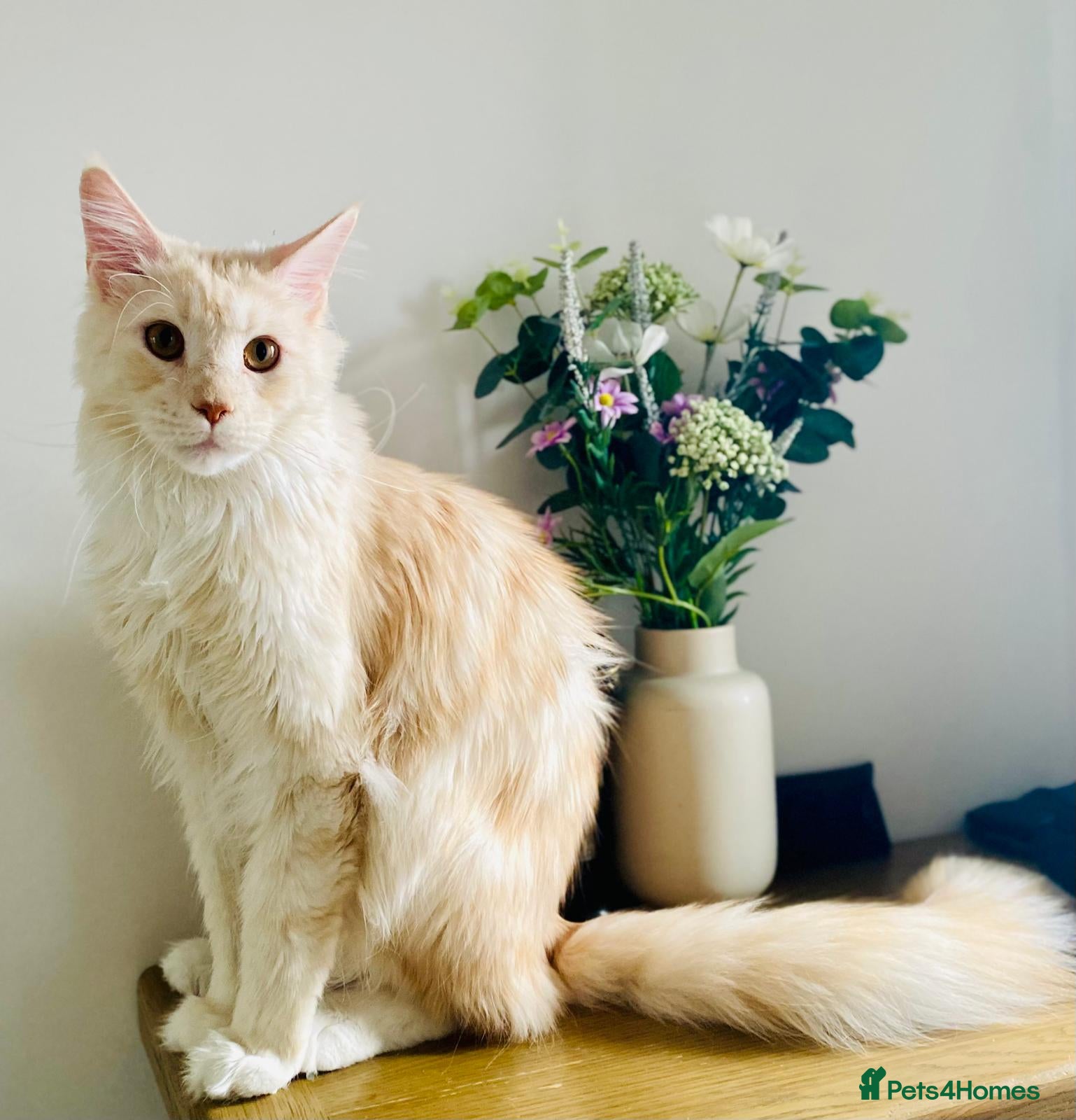 Maine Coon cats Stunning TICA Registd Maine Coon Needs a New Home  - Advert 10