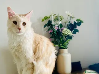 Maine Coon cats Stunning TICA Registd Maine Coon Needs a New Home - Advert 5