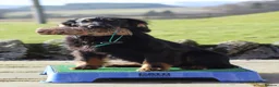Cocker Spaniel dogs for stud: Black and Tan Cocker Spaniel at Stud - Advert 10