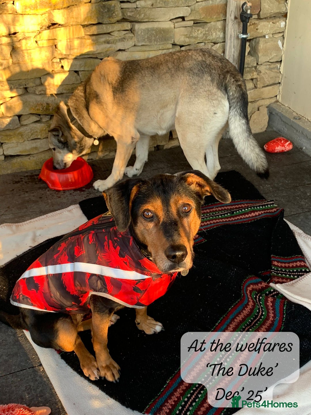 Mixed Breed dogs for adoption: The Duke, 8 yrs approx. Available for adoption. - Advert 17