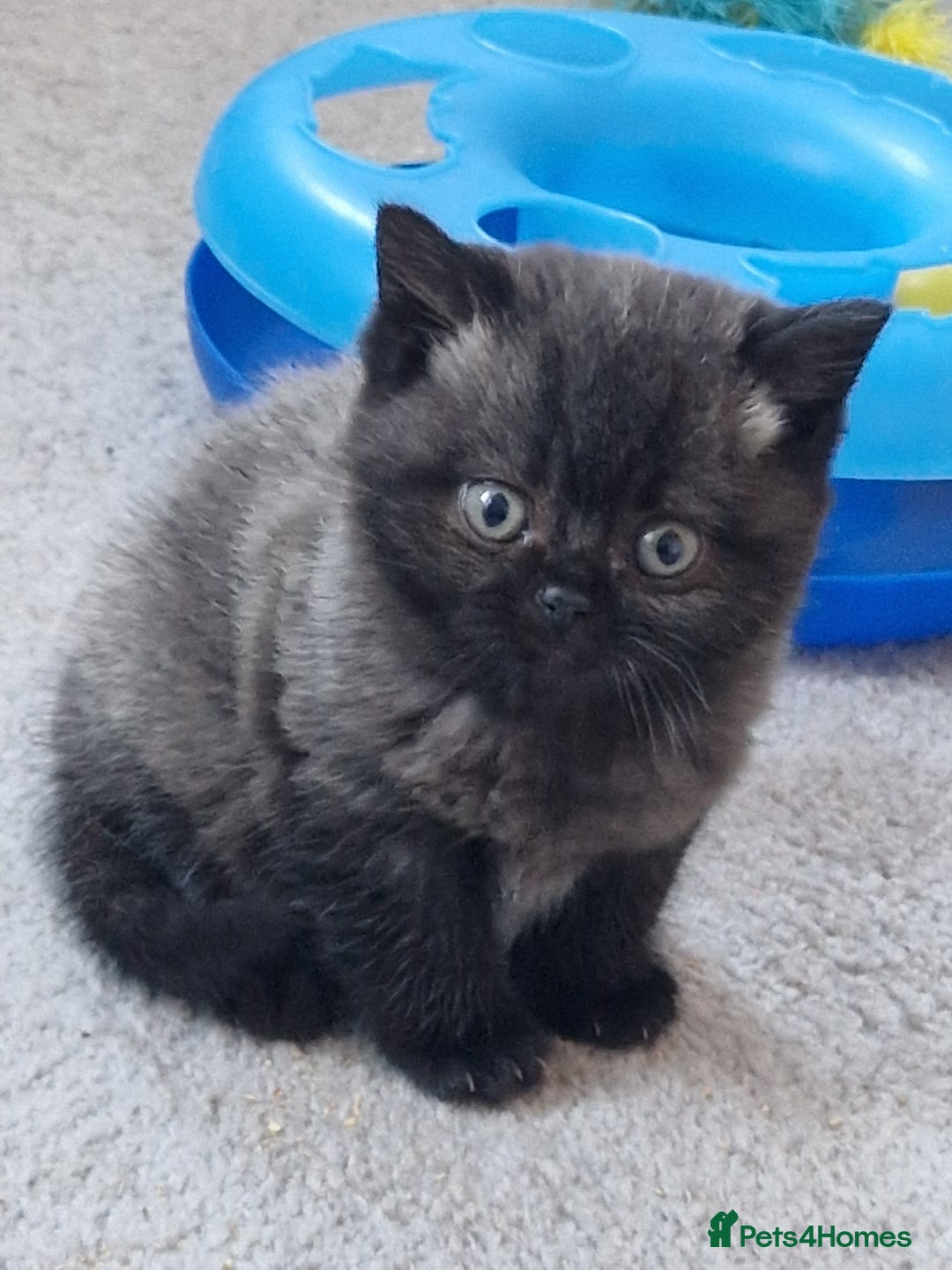 British Shorthair cats for sale: British Shorthair Kittens - Advert 11